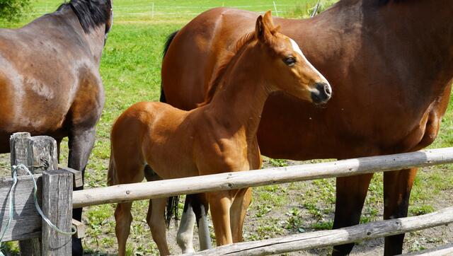 Foto: Johannes Brandner