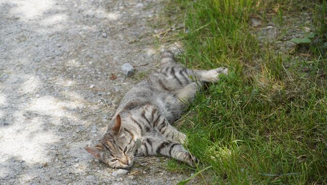 Ein tierischer Begleiter machte es sich entlang des Weges gemütlich. | Foto: Johannes Brandner