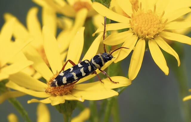 Foto: Elfriede Lungenschmied