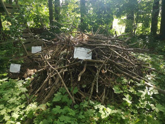 Ein Asthaufen wie dieser bietet den Igeln Schutz und wird von Ihnen als Winterquartier verwendet. | Foto: „Natur im Garten“ / D. Tüchler
