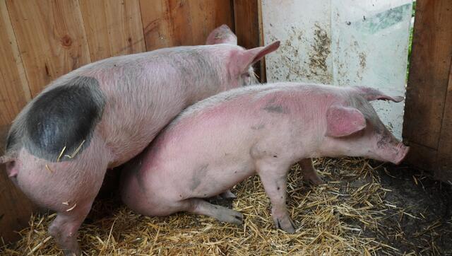 Die Schweine schützen sich im Stall vor der prallen Sonne. Schweine sind nämlich äußerst hitzeempfindlich. | Foto: Johannes Brandner