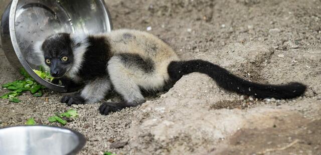 Foto: Zoo Schmiding/Peter Sterns
