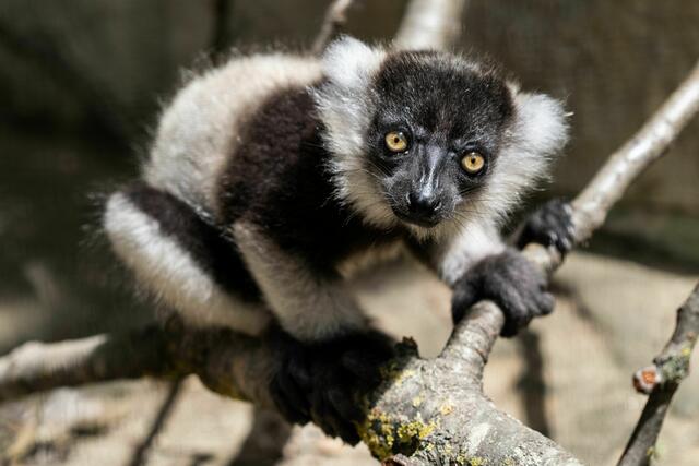 Schwarz-Weiße Varis zählen zu den Lemuren und sind in ihrer Heimat, der Insel Madagaskar, vom Aussterben bedroht. | Foto: Zoo Schmiding/Peter Sterns