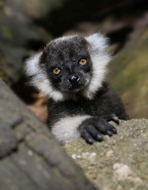 Foto: Zoo Schmiding/Peter Sterns