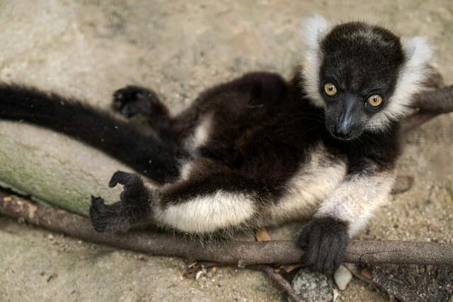 Foto: Zoo Schmiding/Peter Sterns