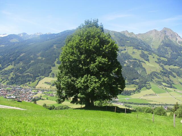 Gesund, stark und mächtig steht der Baum da
und trotzt jedem Wetter.
