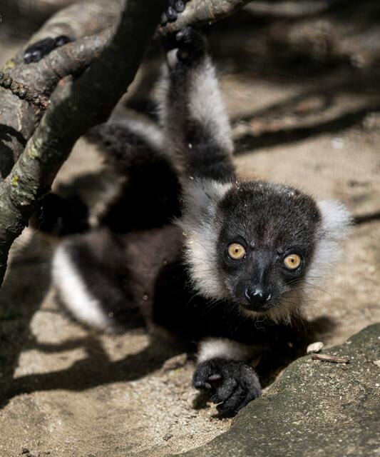 Foto: Zoo Schmiding/Peter Sterns