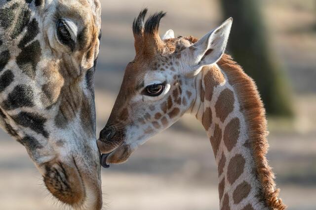 Giraffenbulle Nuka aus dem Zoo Schmiding zieht nun nach Holland, wo er eine eigene Familie gründen und den Artbestand sichern soll. | Foto: Zoo Schmiding/Peter Sterns
