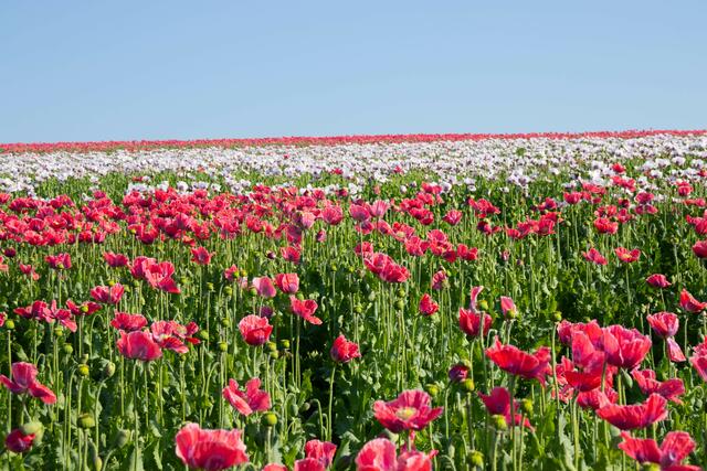 Auf insgesamt 1,5 ha – also einer Fläche von 2 Fußballfeldern – wurde bei Waldland in diesem Jahr der Waldviertler Graumohn g.U. in einer ganz speziellen Formation angebaut. Nämlich als österreichische Nationalflagge. | Foto: WALDLAND