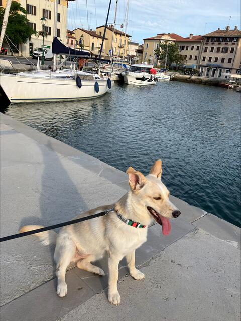 Hündin Kara ist ab jetzt immer dabei. | Foto: Cech