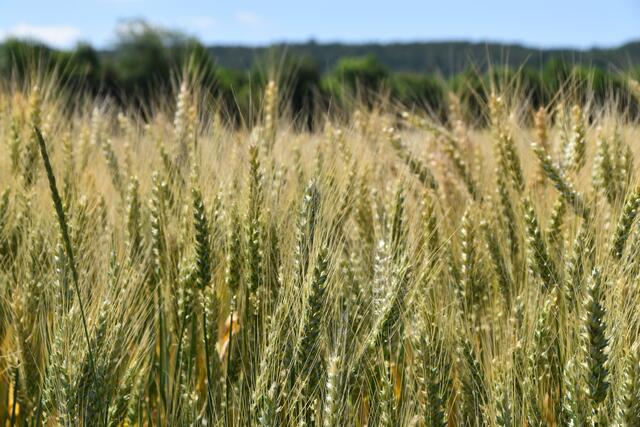 Das EU-Renaturierungsgesetz ist derzeit in aller Munde. Unter den Landwirtinnen und Landwirten herrscht große Verunsicherung.  | Foto: Stefan Schneider