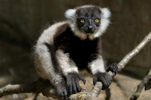 Foto: Zoo Schmiding/Peter Sterns