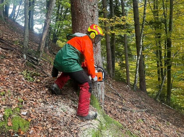 Der Arbeitsplatz Wald bietet viele Vorteile. | Foto: S. Jesenko_WKV