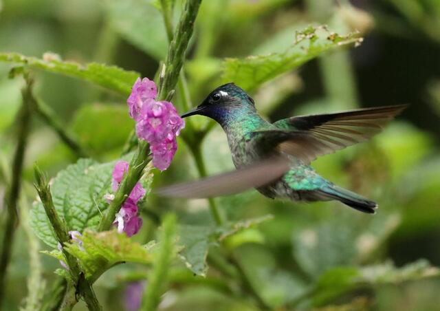 Kolibri | Foto: Brigitte Schweda