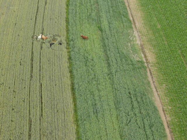 Die Rinder aus der Drohnenperspektive | Foto: FF Waidhofen/Thaya