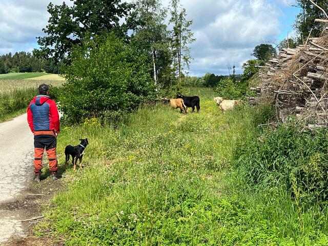 Die Rinder konnten zwar etwas in Richtung Dimling gelenkt werden, suchten dann aber Schutz im dichten Wald. | Foto: FF Waidhofen/Thaya