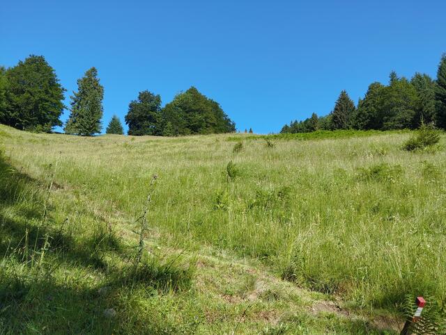 Foto: Veronika Frank