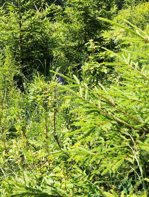 Foto: Veronika Frank