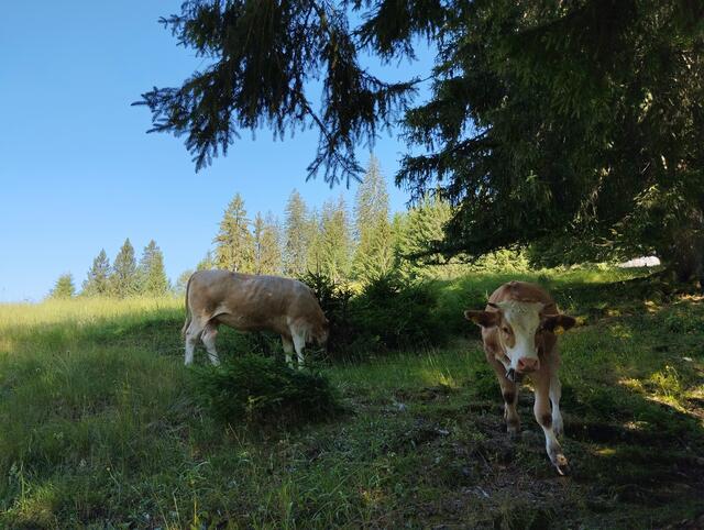 Ein friedliches Miteinander von Mensch und Tier | Foto: Veronika Frank