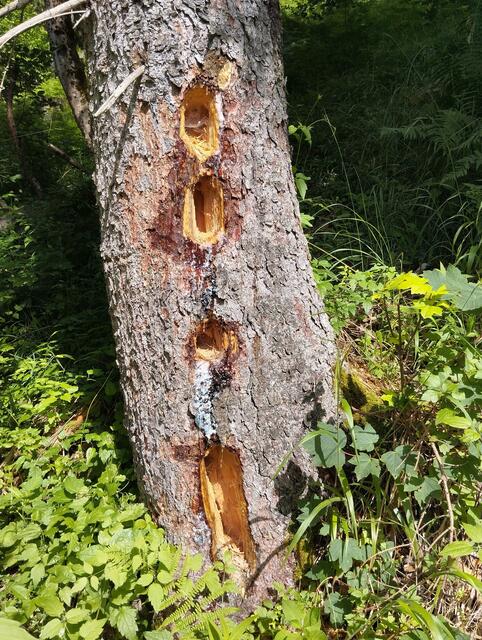 Foto: Veronika Frank