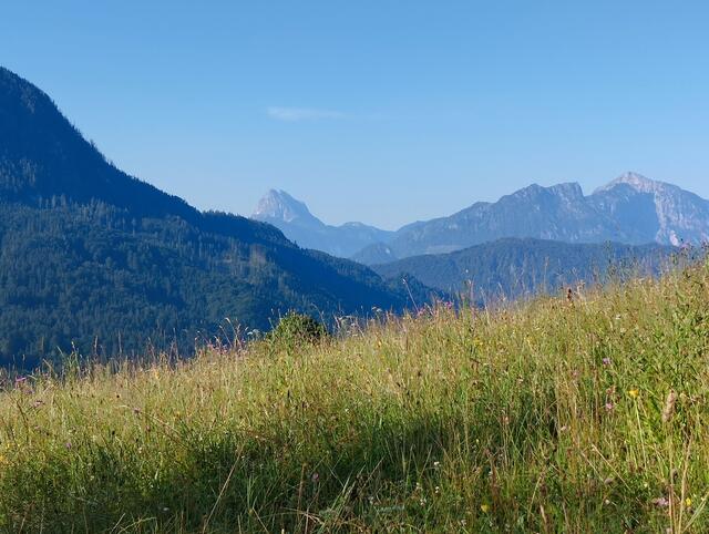 Artenreiche Wiesen | Foto: Veronika Frank