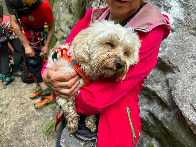 Bereits nach kurzer Zeit konnte "Fips" wieder von seinen Besitzern in die Arme genommen werden. | Foto: ZOOM.TIROL