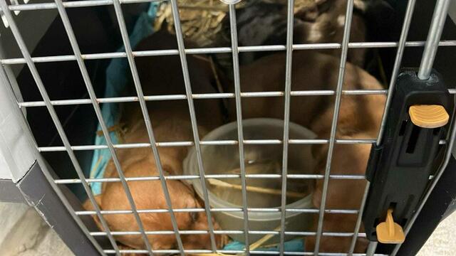 Die Welpen wurden in Boxen mit Stroh durch Europa transportiert.  | Foto: Tierheim Bruck/Leitha