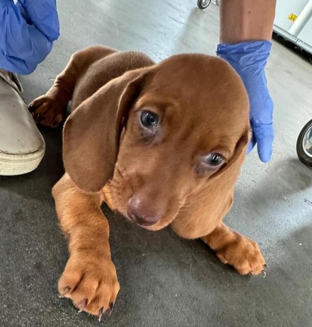 Foto: Tierheim Bruck/Leitha