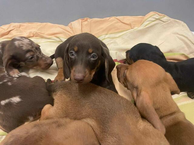 Foto: Tierheim Bruck/Leitha