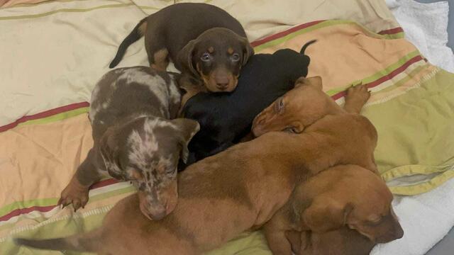 Die sechs Welpen werden nun im Tierheim Bruck an der Leitha versorgt.  | Foto: Tierheim Bruck/Leitha