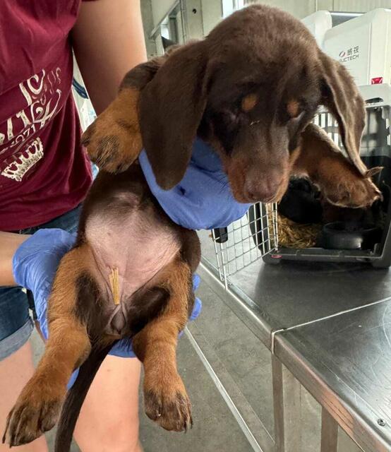 Foto: Tierheim Bruck/Leitha