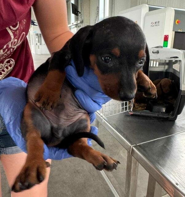 Foto: Tierheim Bruck/Leitha