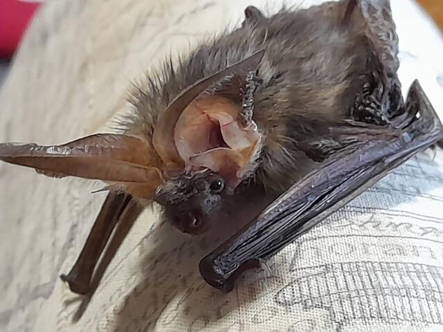 Fledermäuse haben einen schlechten Ruf. Jedoch geht keine Gefahr von diesen kleinen Flugexperten aus. Sie brauchen dringend unsere Hilfe! | Foto: Angelika Rathei-Stifter