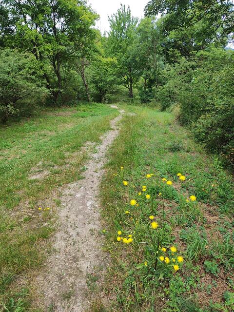 Der Weg wird dann schmäler, etwas steinig, und kurz steiler... | Foto: I.Wozonig