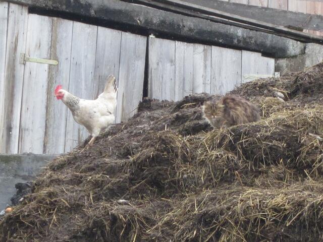 Aus jedem Misthaufen kann die Energie gezogen werden. | Foto: Annamarie Doblander