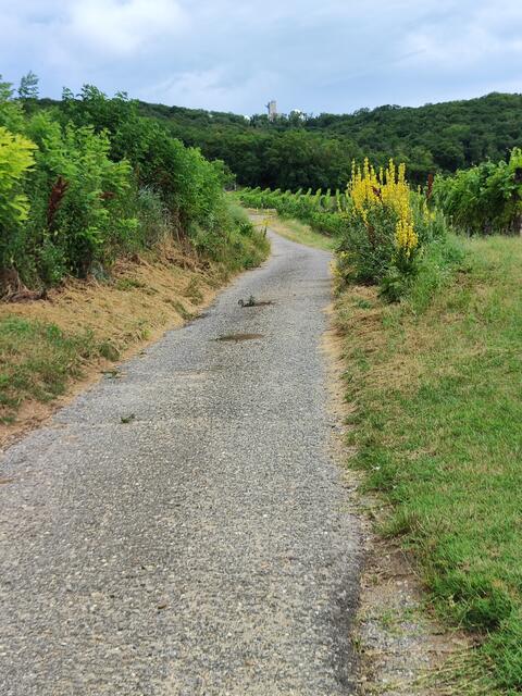 Hier geht's zu einem Weinlehrpfad... | Foto: I.Wozonig