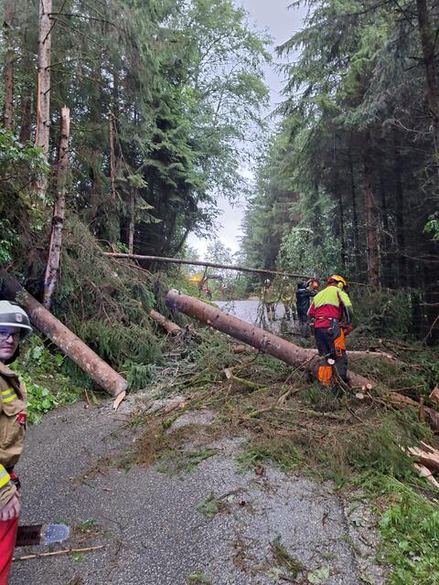Ein 61-Jähriger Autofahrer wurde in Alpbach von einem umstürzenden Baum verletzt. | Foto: Zoom.Tirol