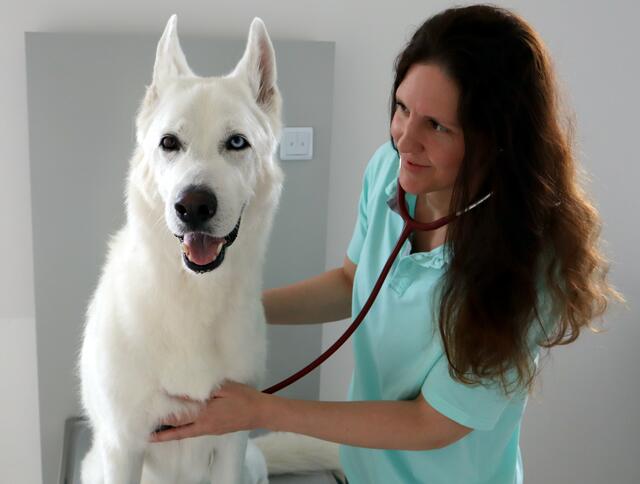 Dr. Rejana Schnabl mit Hund Apollo. | Foto: Tiermedizinisches Zentrum Teesdorf (tmzt.at)