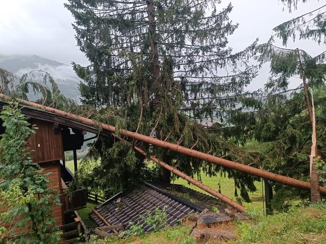 Ein 61-Jähriger Autofahrer wurde in Alpbach von einem umstürzenden Baum verletzt. | Foto: Zoom.Tirol