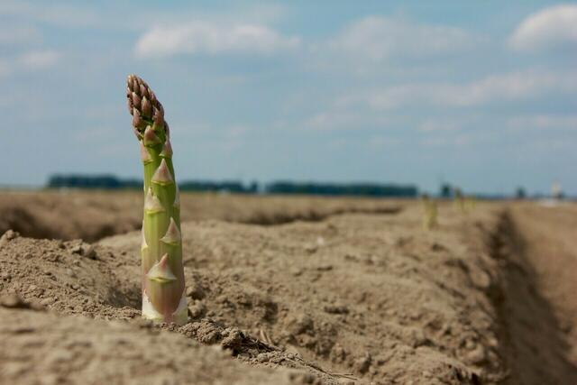 Qualität aus dem Marchfeld - drin ist, was draufsteht! | Foto: Brandenstein