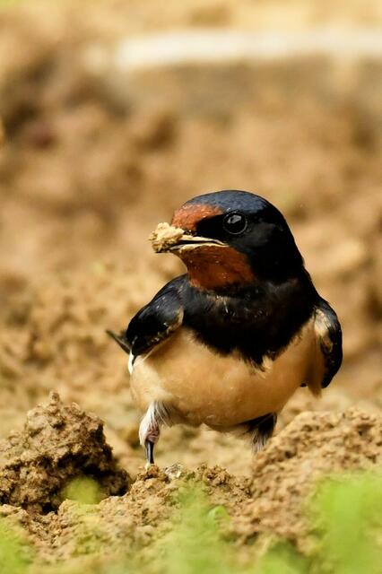 Eine Rauchschwalbe in ihrem natürlichen Lebensumfeld.  | Foto: Daniel Leopoldsberger