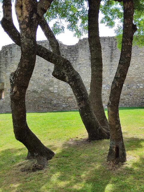 Sie scheinen zu tanzen... | Foto: I.Wozonig