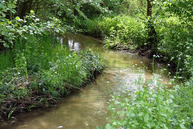 Der Leserbrief handelt über die Natur. | Foto: Vobelima/PantherMedia
