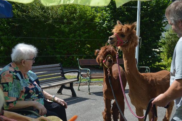 Bewohnerin Frau Burghilde Cech mit den Alpakas. | Foto: PBZ Gutenstein