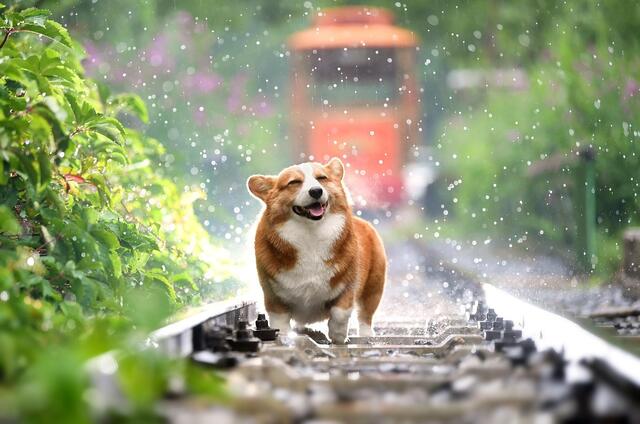 Damit sich die Hunde auch im Sommer wohlfühlen, gibt MeinBezirk ein paar Tipps. | Foto: Pixabay
