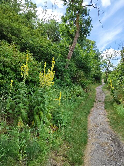 Königskerzen stehen Spalier... | Foto: I.Wozonig