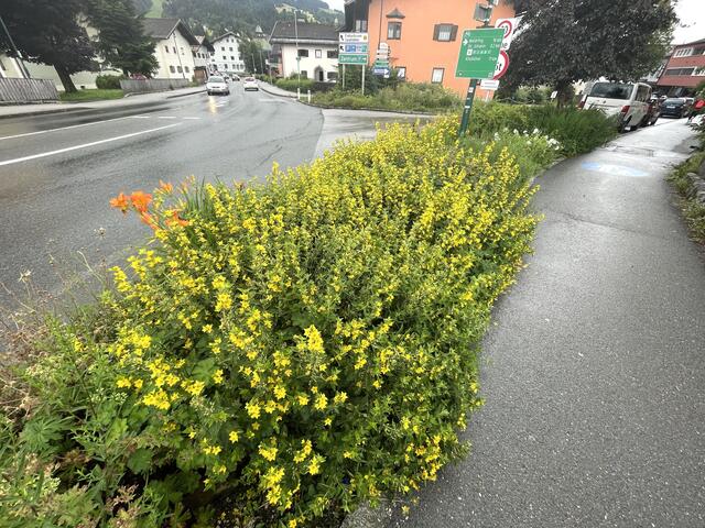 Biodiversitätsflächen in der Marktgemeinde. | Foto: Kogler
