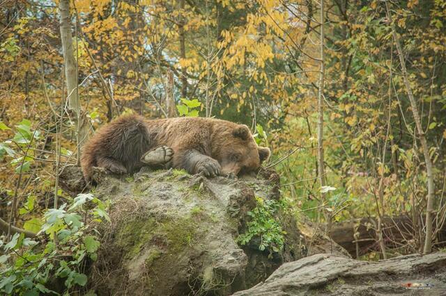 Die Bären sind klar ein Highlight im Alpenzoo. | Foto: www.michaelherzog.at 