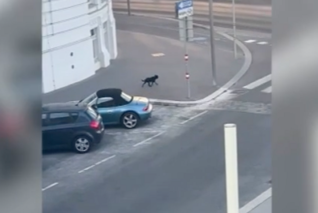 Wien: Reichsbrücke wurde wegen vermisstem Hund "Keksi" gesperrt - Wien