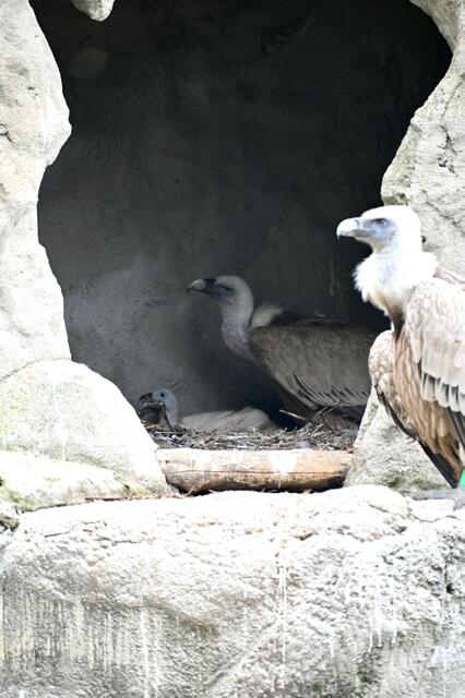 Bald könnte der erste Flug des Gänsegeiers anstehen. | Foto: Alpenzoo Innsbruck